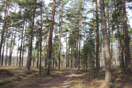 В лесах Липецкой области выявлены незаконные рубки, лесных пожаров не допущено