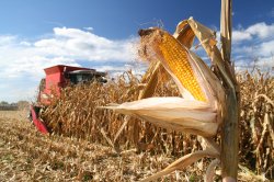 Липецкие аграрии собрали 200 тысяч тонн кукурузы